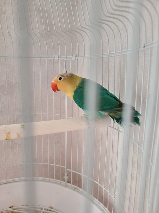 Папугай неразлучник 10 мес