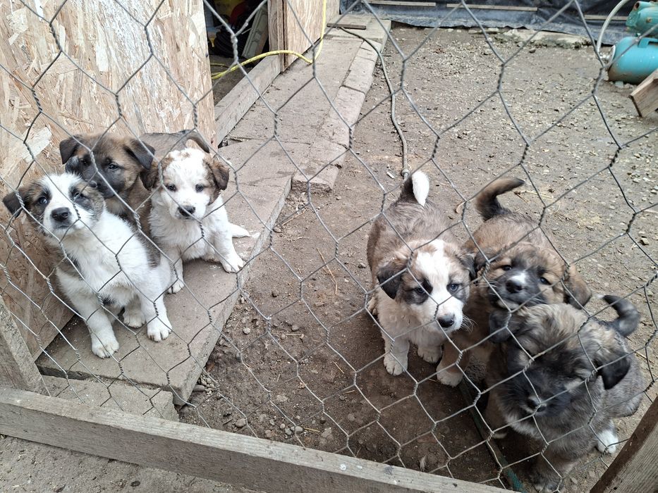 Donez Căței,  rasa ciobanesc