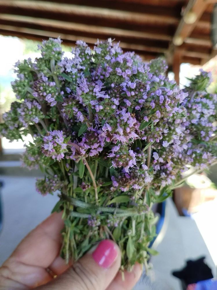 Мащерка за чай       .