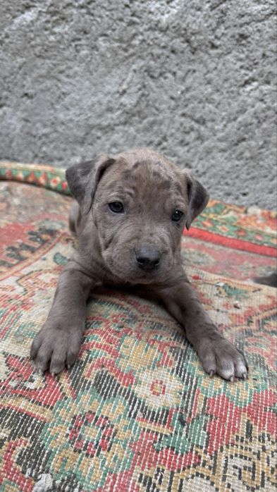 Продается щенки питбуля