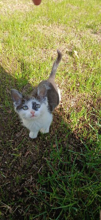 Мушук берилади 3 ойлик