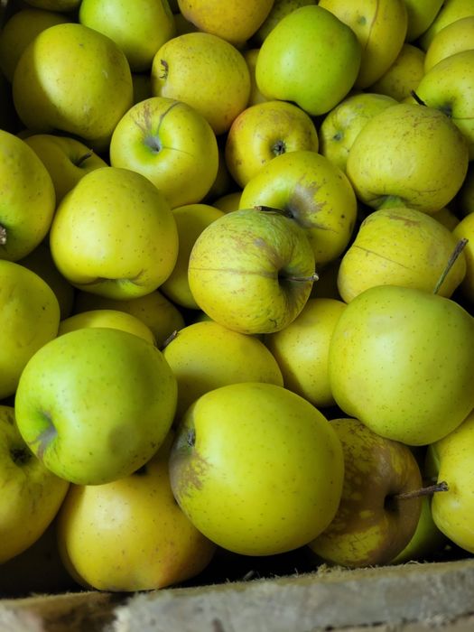 Mere de vanzare , Golden Jonathan