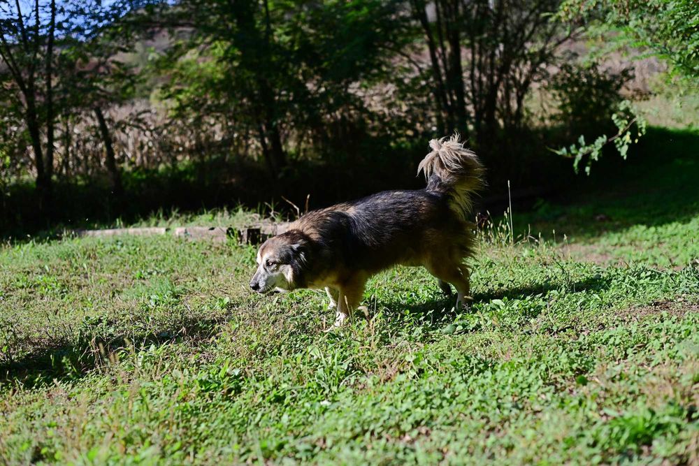Câine pentru adopție