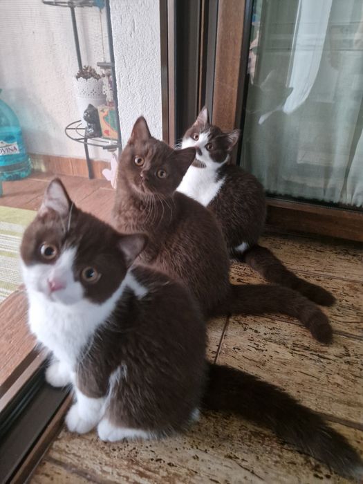 Vând motănel BSH bicolor