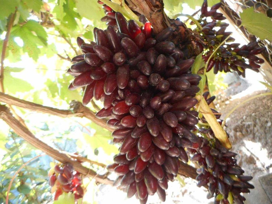 Butasi Vita De Vie Soiul Halloween