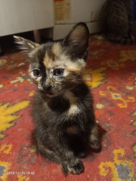 Отдам котят в добрые ручки.