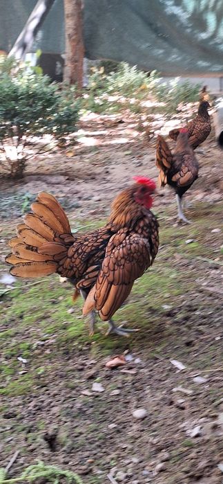 Сибрайт жўжа хўрозлар