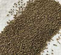 Суданка семена люцерна жонышка