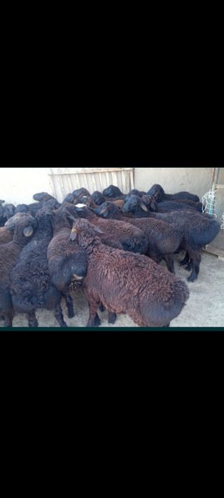 Кой сатылады семіз қазақйы тұсақ