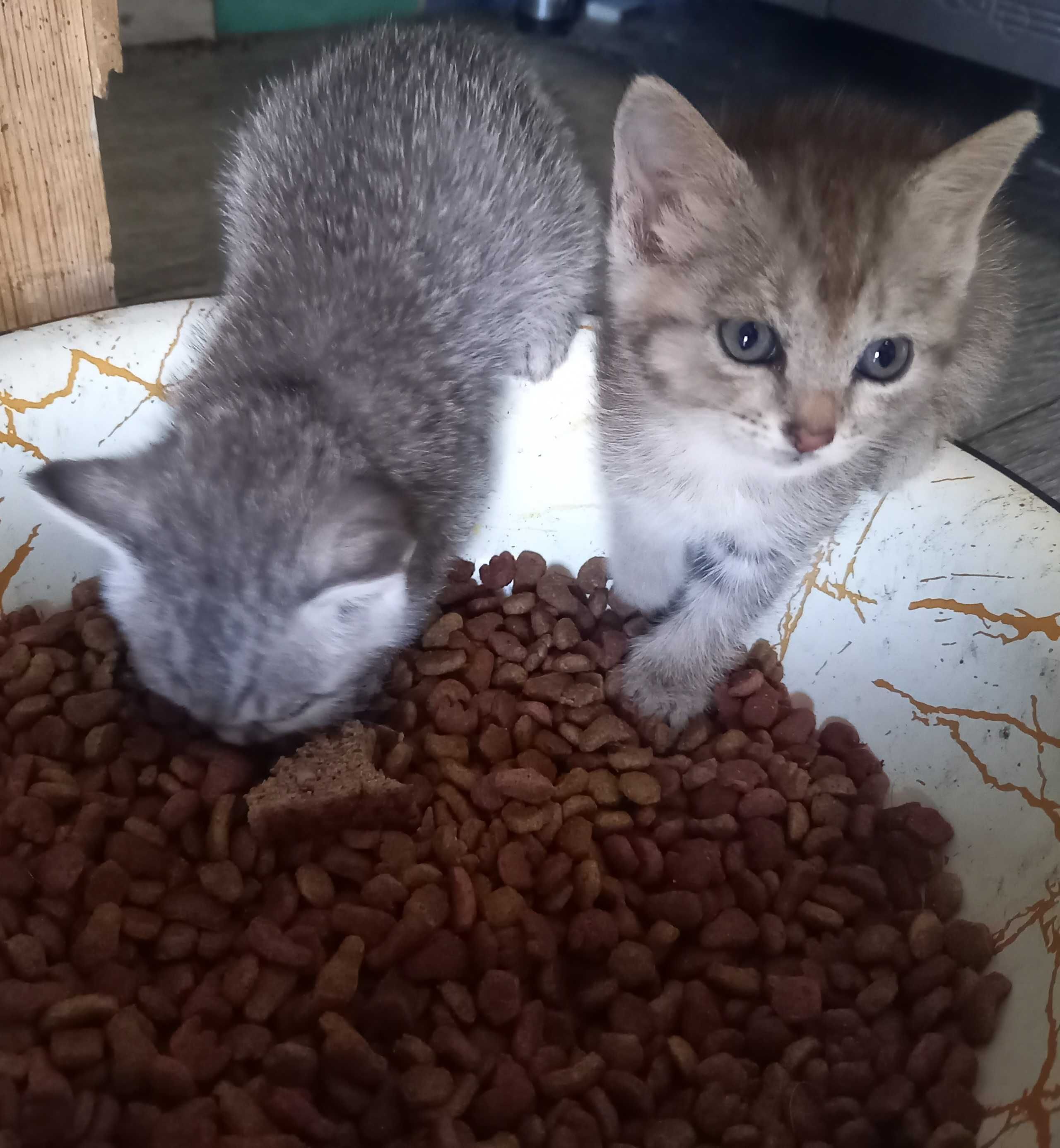 Котят в Добрые ручки