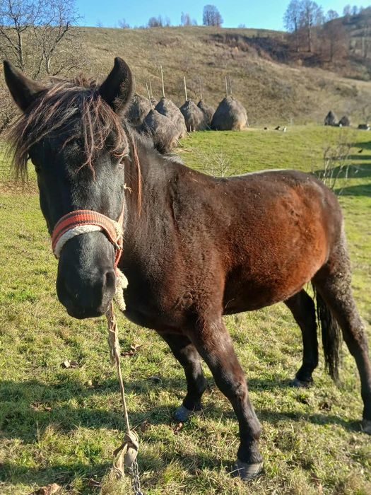 Cal de vânzare,are 2 ani jumate.