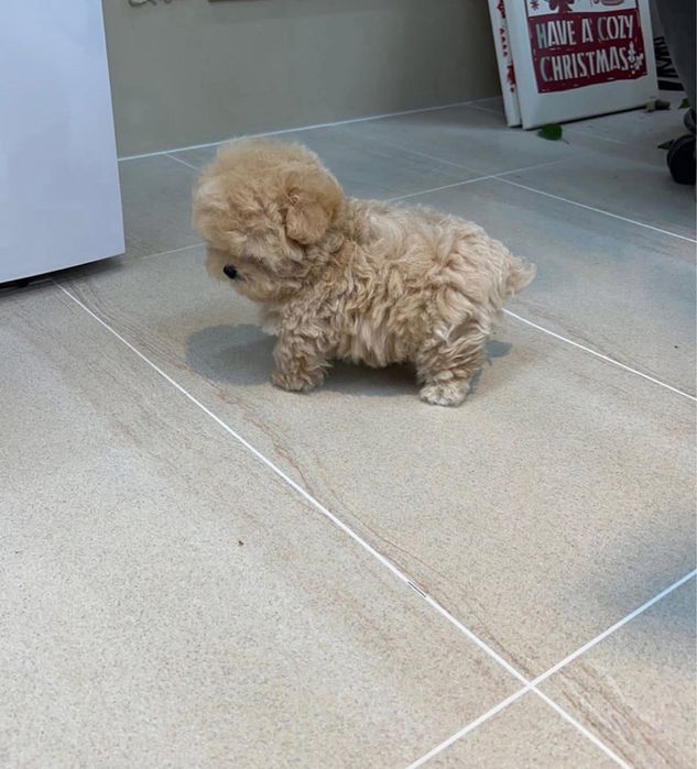Maltipoo Apricot