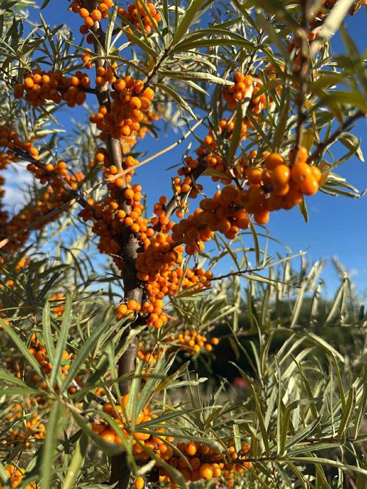 Cătină congelată de calitate superioară – Vânzare en-gros