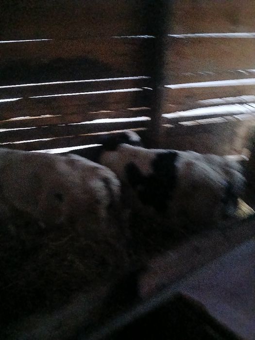 Vând 2tauras  de o luna jumate