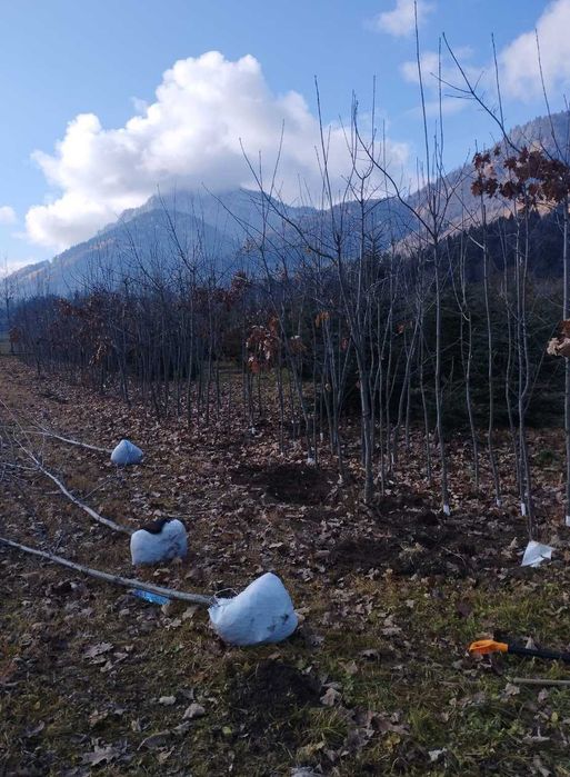 Plante mature pentru curte mesteacăn și platan