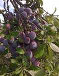 Prune coapte