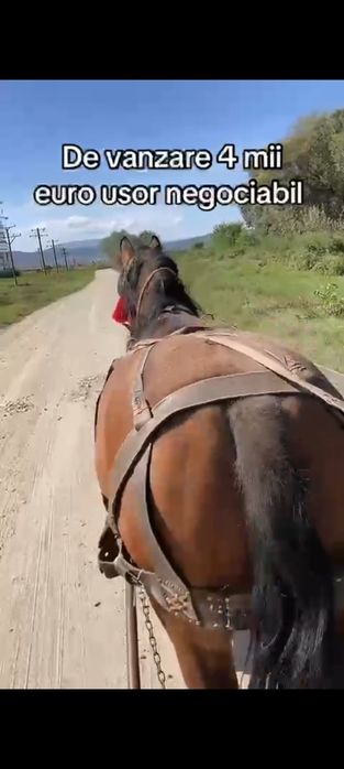 Cal de vânzare bun de ham