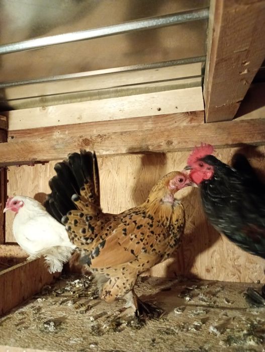 Păsări de vânzare