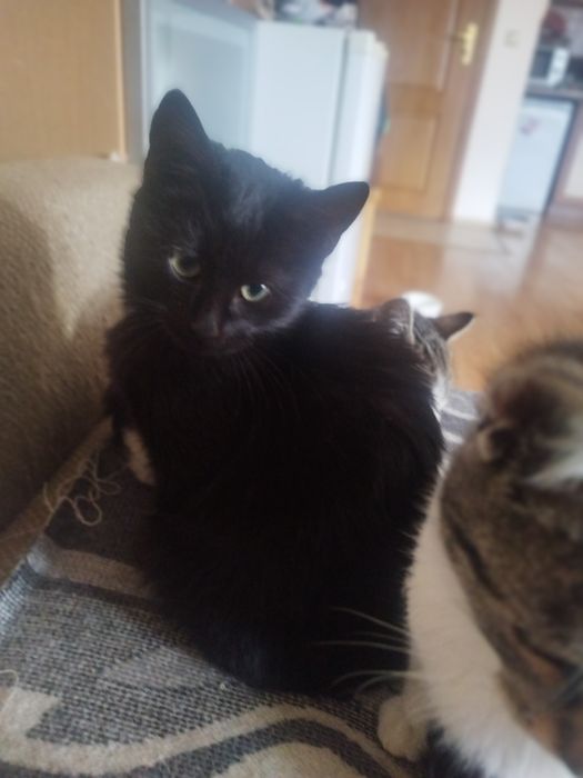 котенца от Созопол