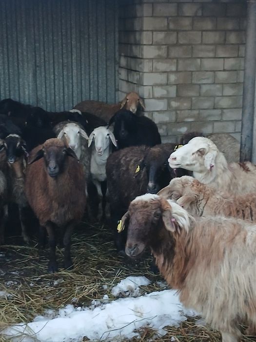 Продам баран 24 головы
