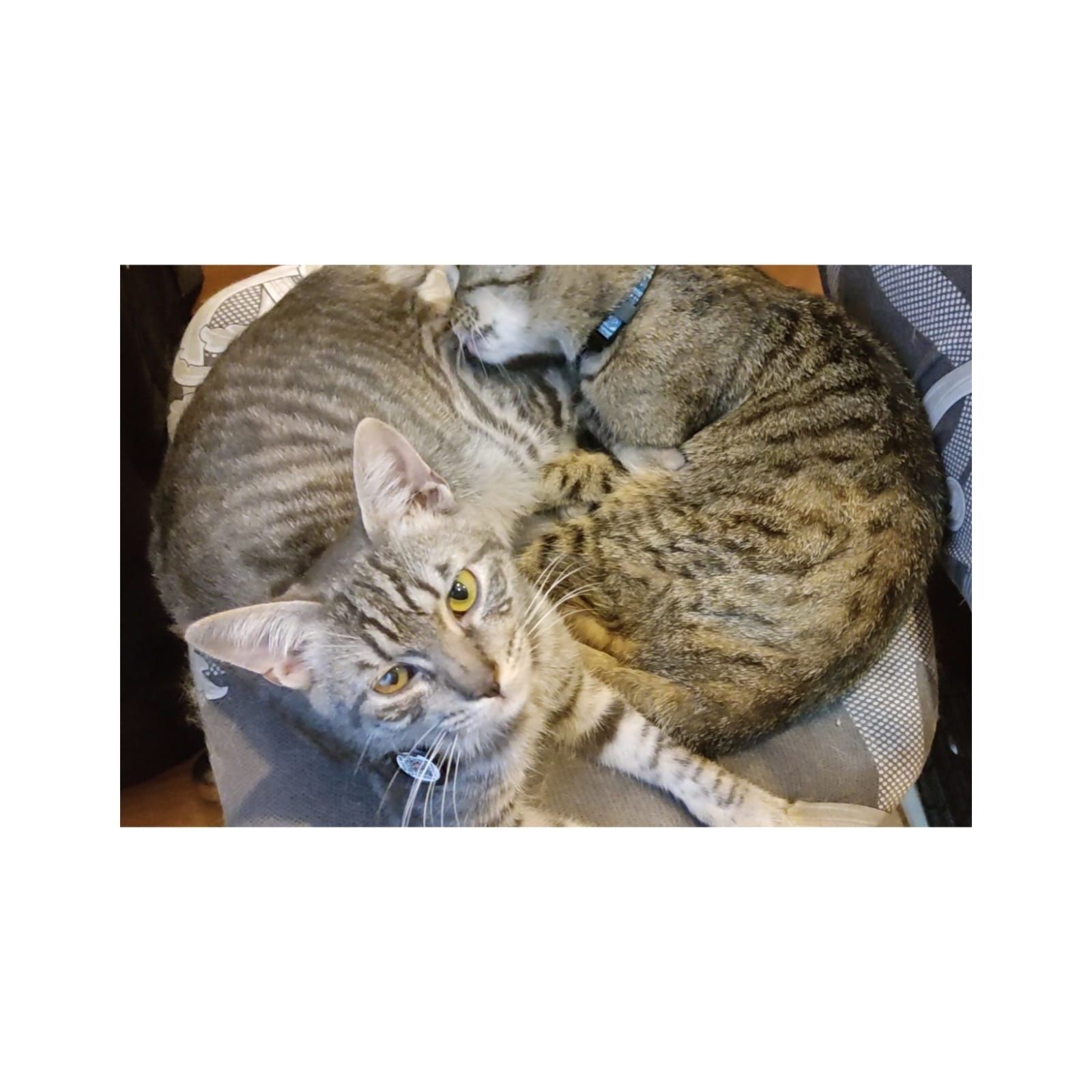 Кот и Кошечка Сладкая парочка кастраты