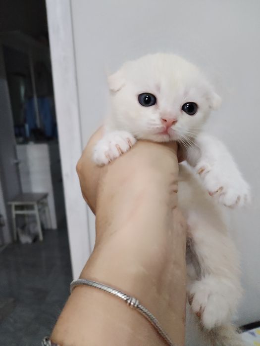 Вязка, не подаётся.