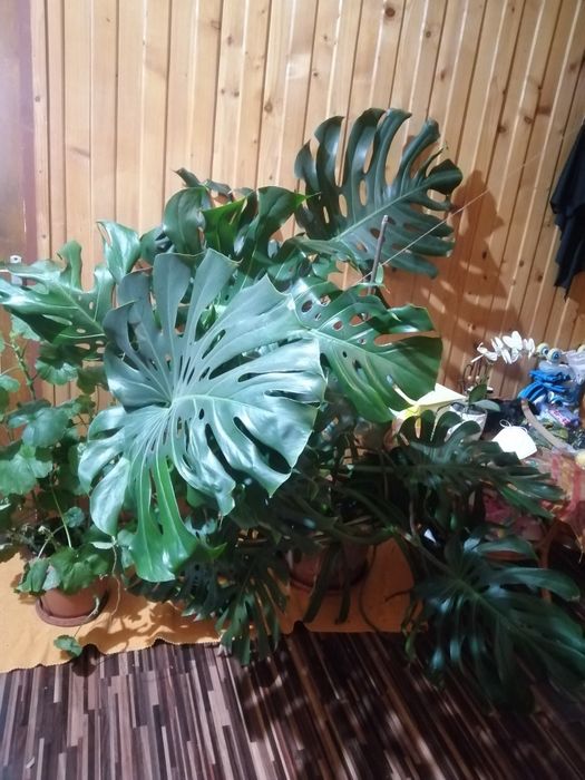 Planta exotica foarte mare(Monstera) și trei ficusi