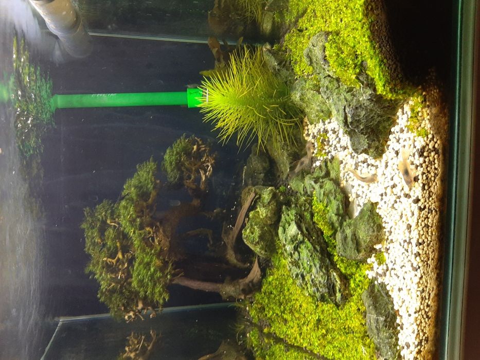 Amenajare, întreținere acvarii