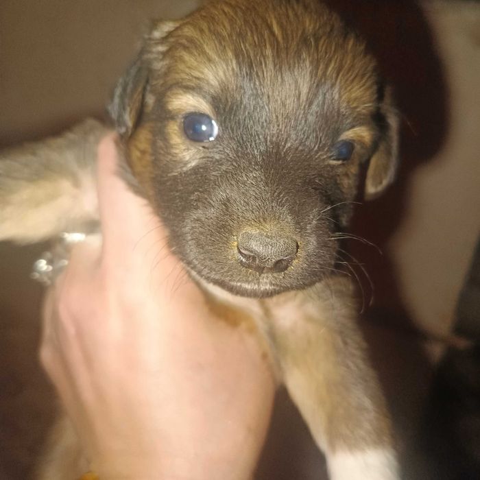 продаются щенки  200 000сум