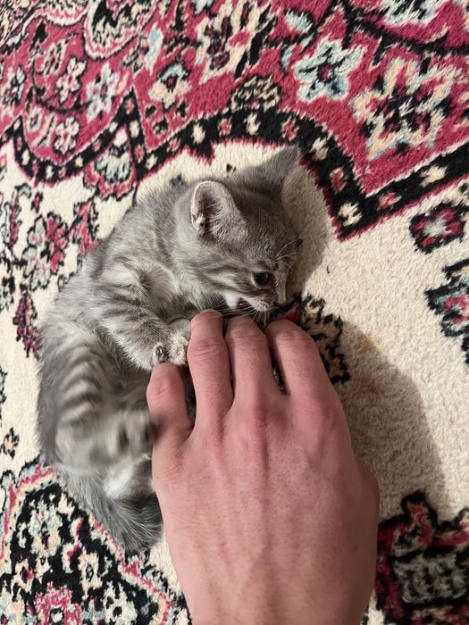 Отдам даром девочка шустрая