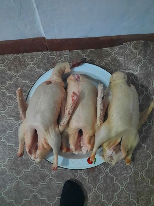 Гуси домашние тушки в любом количестве