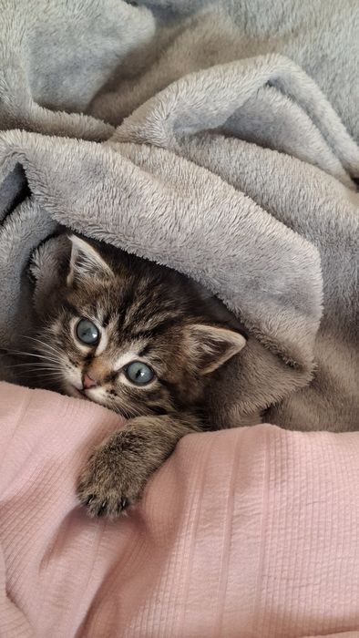 Отдам очаровательную кошечку, возрат 1,5 месяца