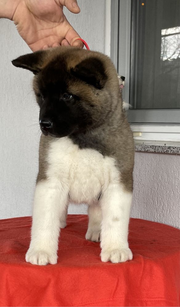 Femela Akita American / Pedigree