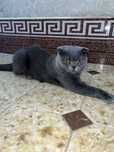 Scottish fold cat