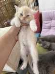 British shorthair gold