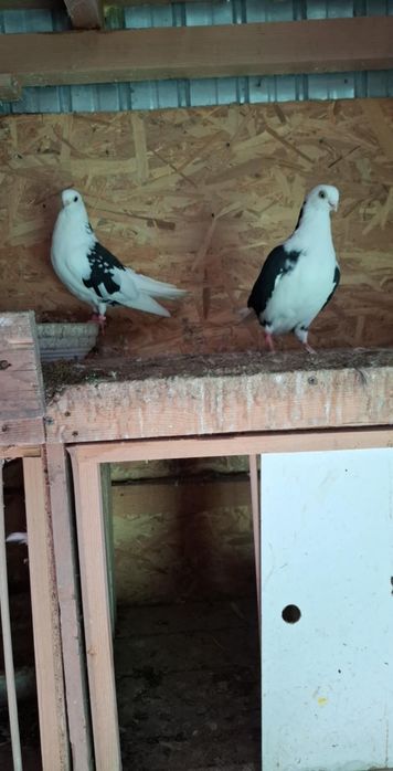 Disponibili jucatori