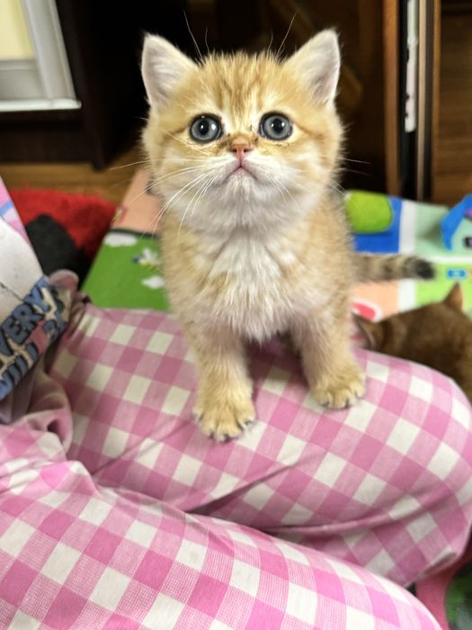 Продается пухлые котятки, британские gold