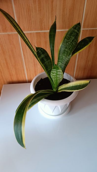 Сансевиерия трехролосная (Sansevieria trifasciata)