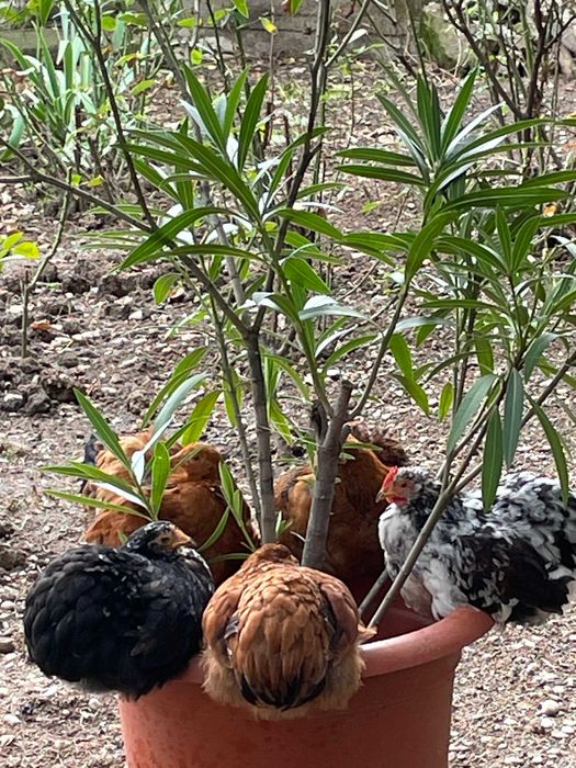 Vand Gaini-Cocosi de rasa oua, tinere-7 luni, colorate