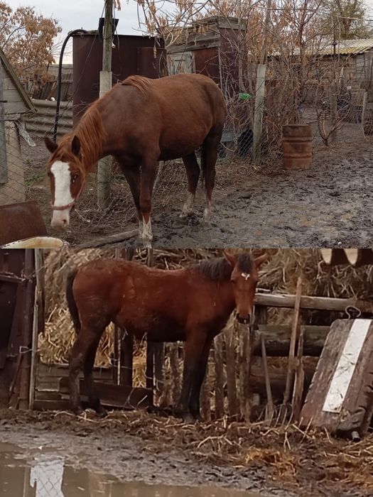 Продам лощадь 4 летка с жеребёнком