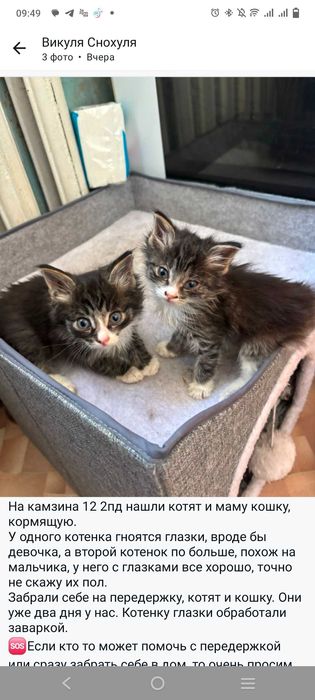 Котята в хорошие руки