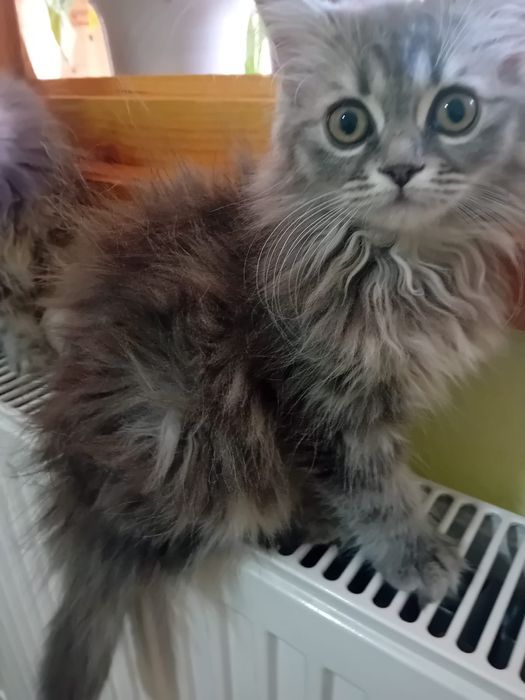 Женски персийски котета