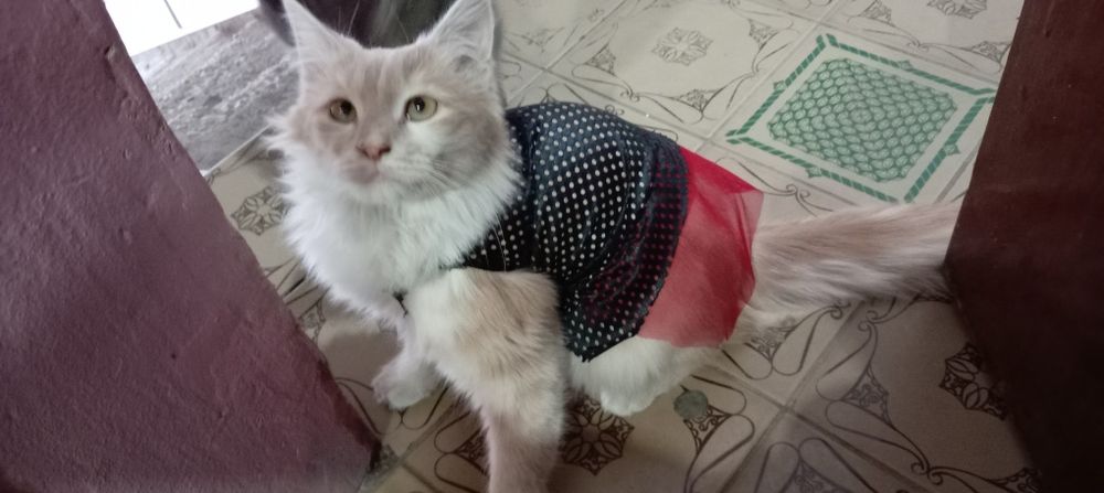 Qiz 1,2 yosh angarskiy parada yaxshi qollarga topshira man