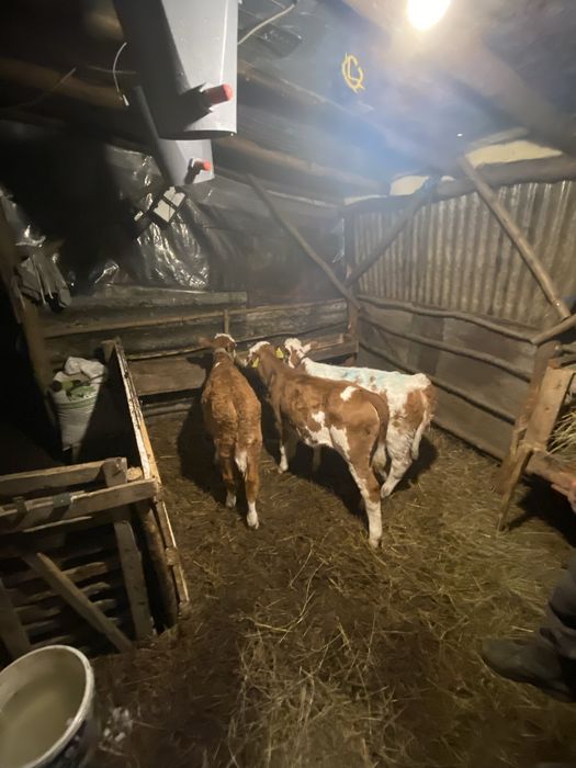 Vând 3 vițele înțărcate