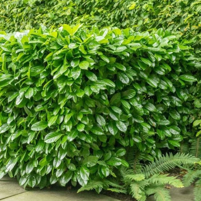 Laur Englezesc La Ghiveci