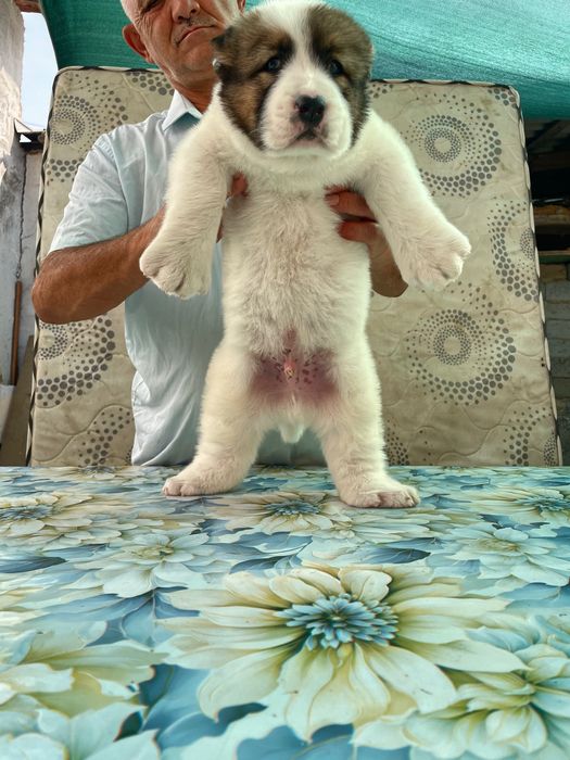 Щенок Алабая ( Супер Гигант )