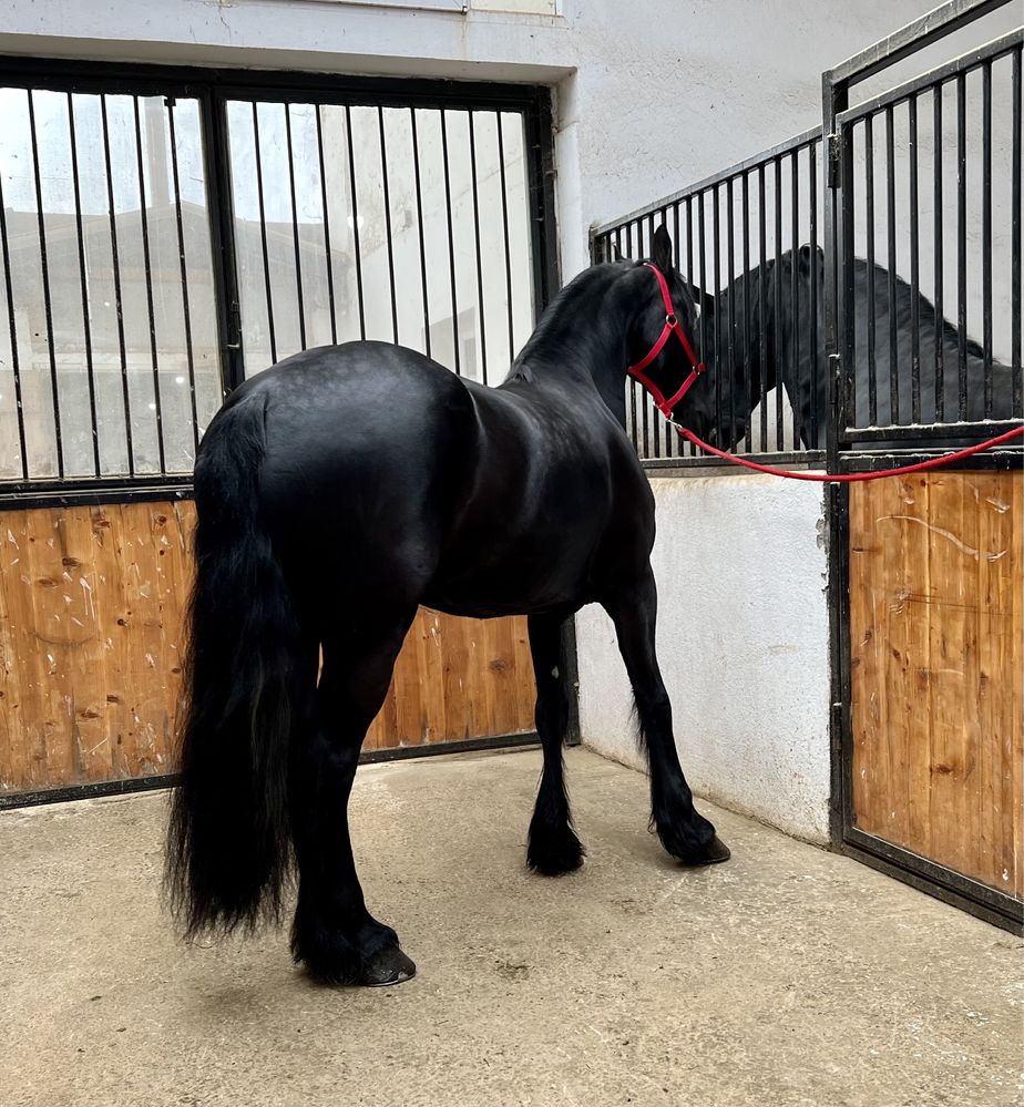 Iapă Friesian echitatie Frizian