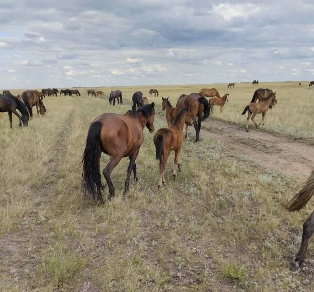 Продам лошадей жылкы сатам