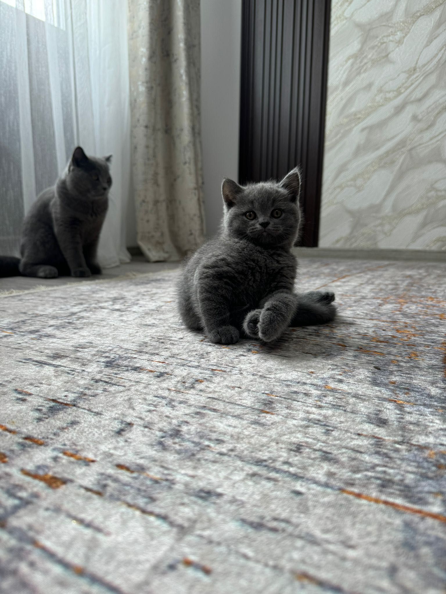 British Shorthair