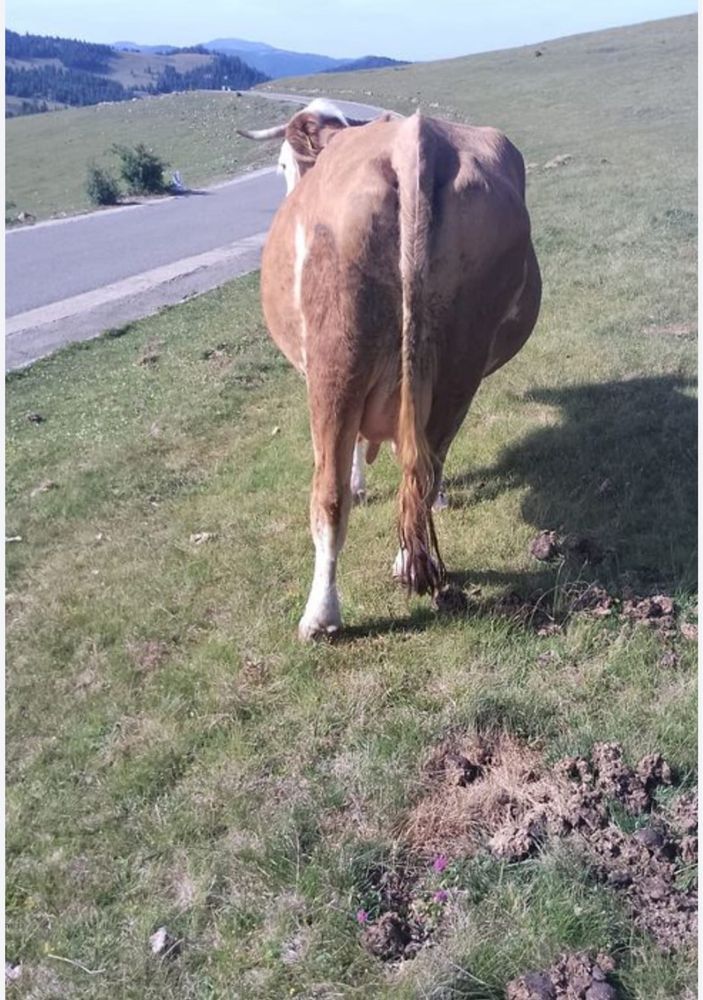 Vand vaca baltata romaneasca